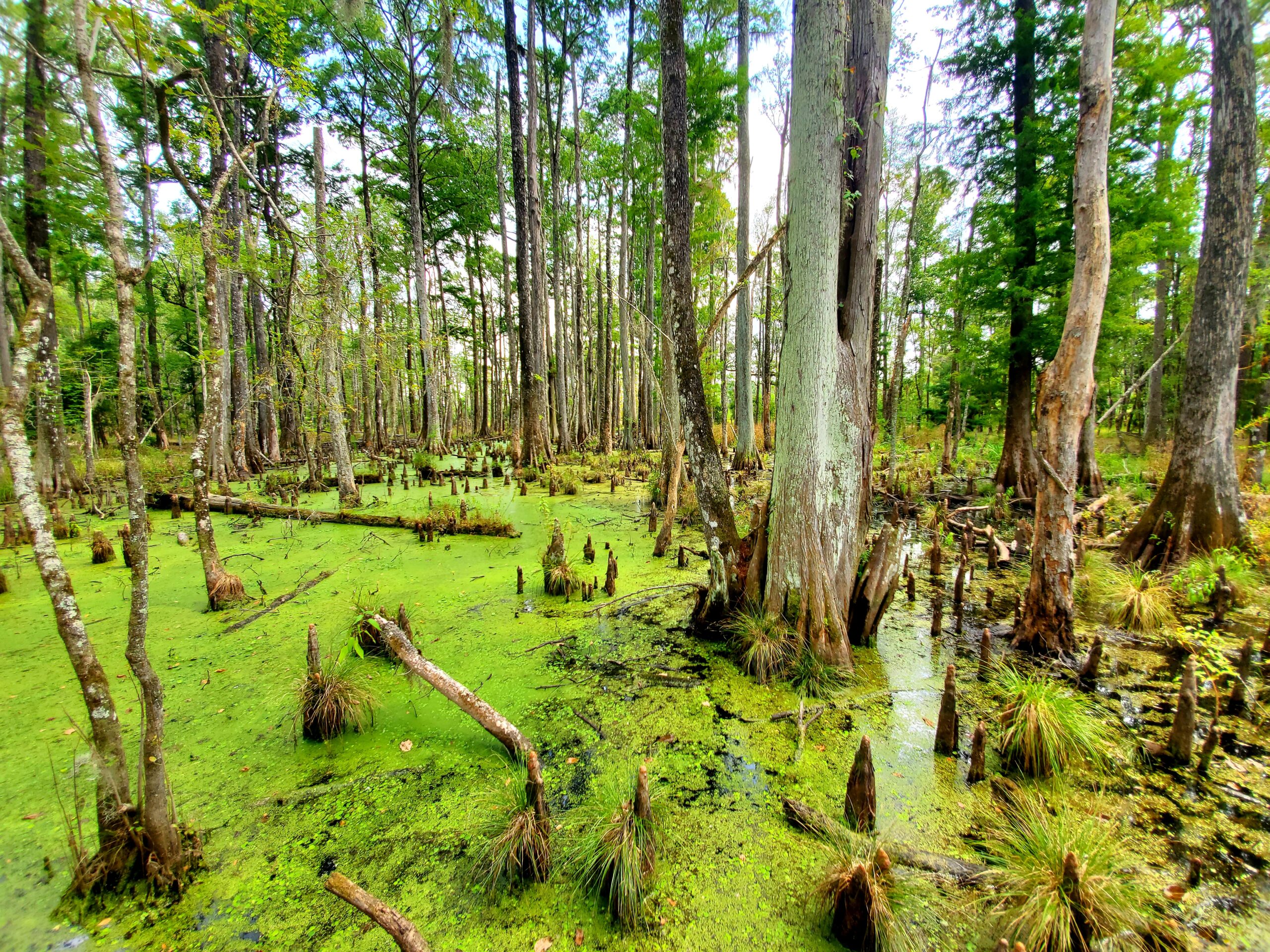 Duckweed Swamp