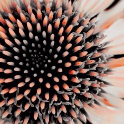 Coneflower Print 8x10