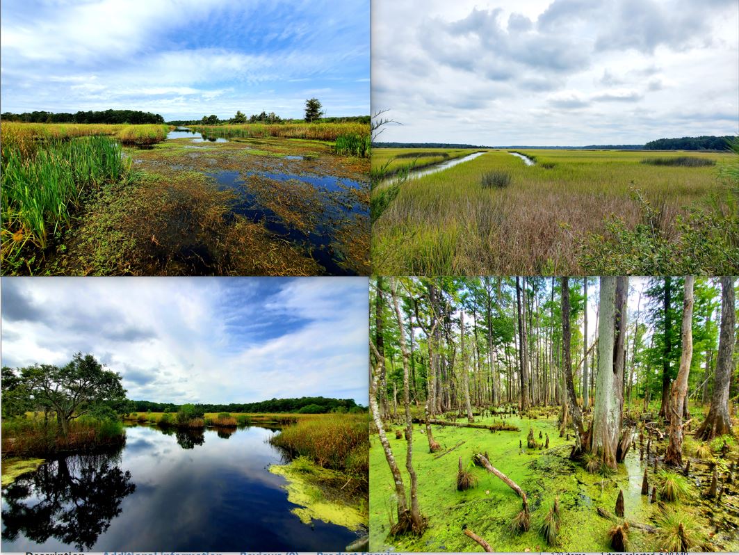 A Day in Charleston Options