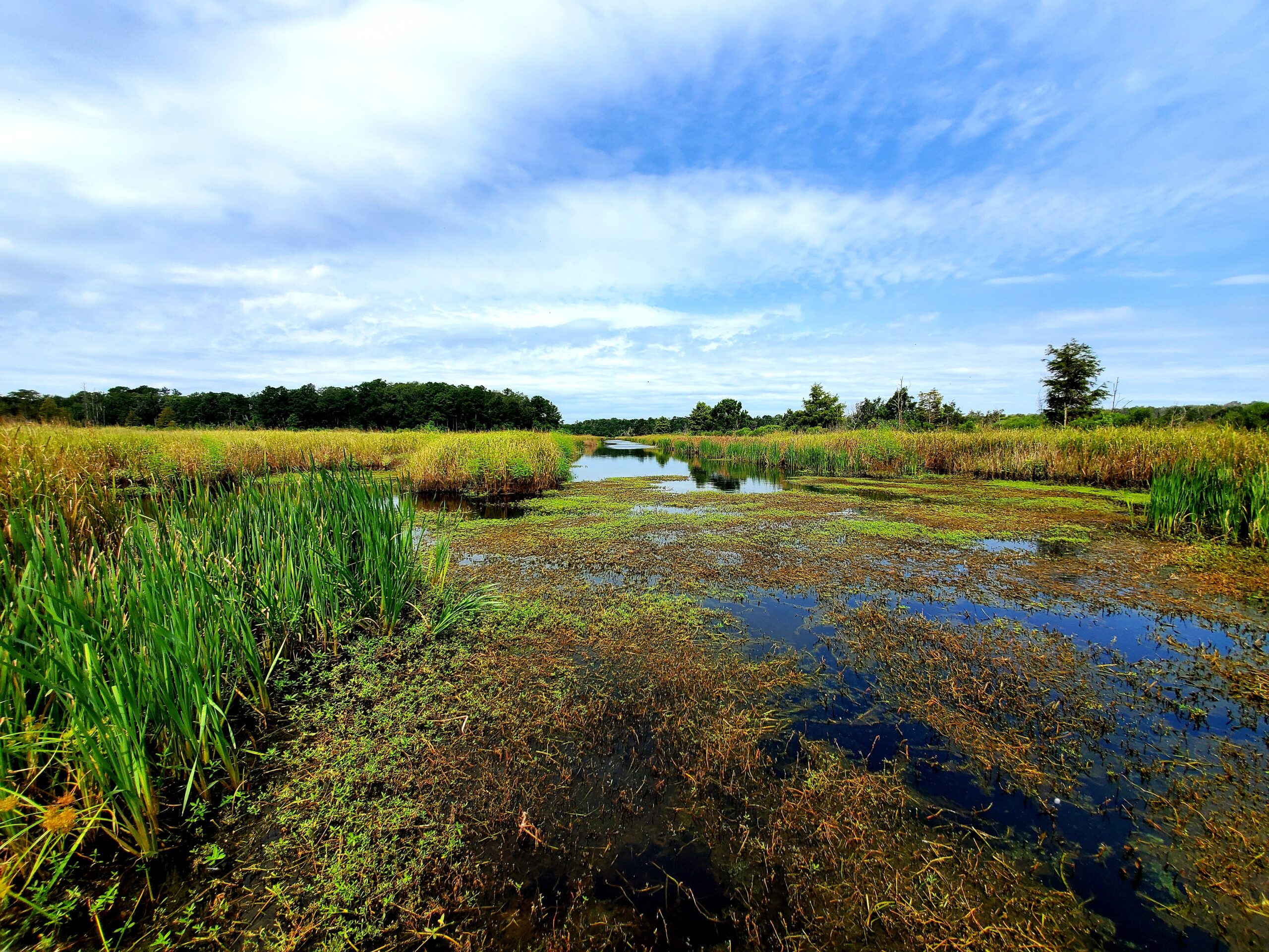 A swamp with tall grass and reeds in the background.