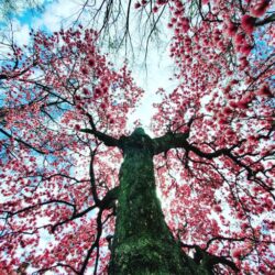 Spring Has Risen Profile Pic