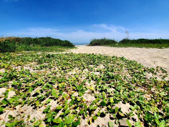 Thomson Park Beach Access Profile Pic