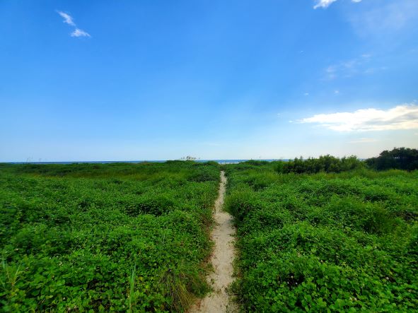 Journey to Sullivans Island Profile Pic