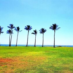 Residents of Beach Profile Pic