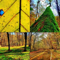 Autumn Profile Picture