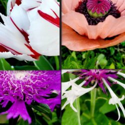 Flowering Botanicals Profile Picture