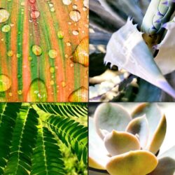 Leafy Botanicals Profile Pic