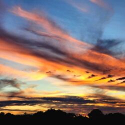 Kentucky Sunsets Tiger Stripes Profile Pic